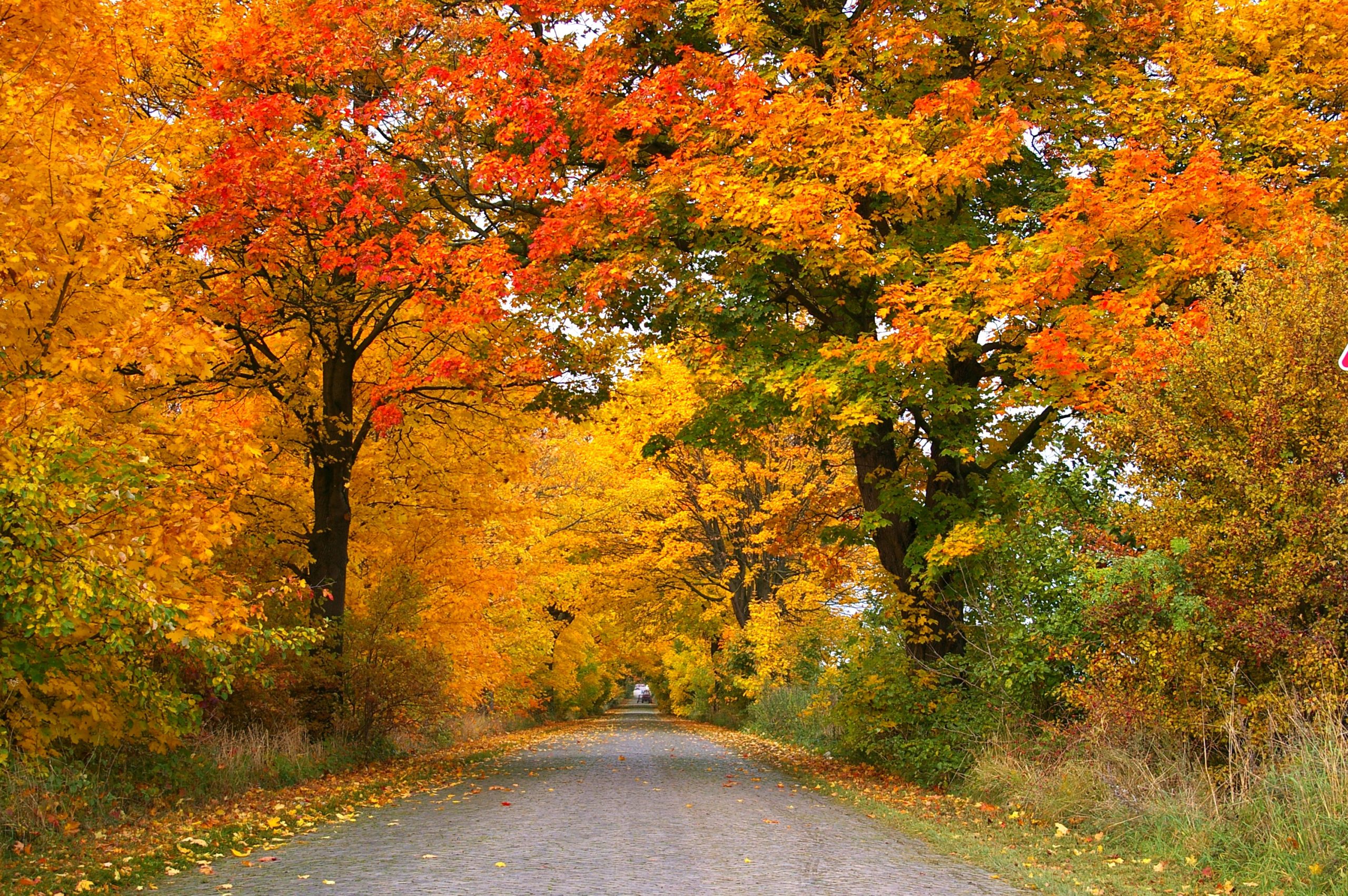 Viale autunnale